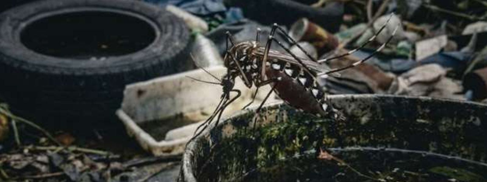 Schools Among Key Mosquito Breeding Locations